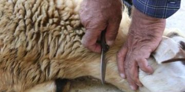 637620264081693675Khooni Qurbani Ki Tareekh