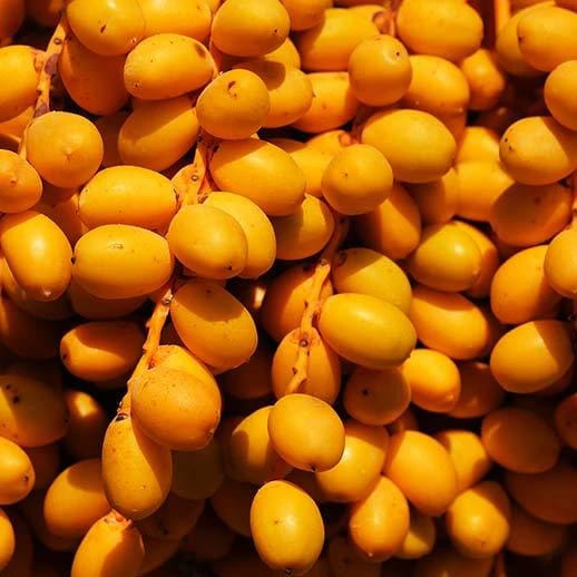 کھجور کے فائدے