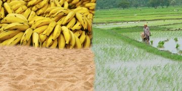 مٹی، ریت اور کیلے کا وجود خطرے میں