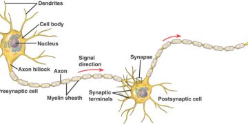 انسانی دماغ اور نیورانز کنکشن کے بارے جانئے