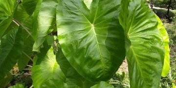 ہاتھی کے کان جیسے پودے کے بارے جانئے