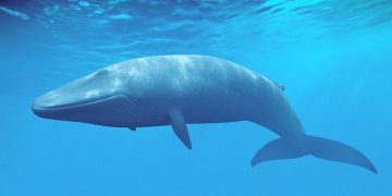 نیلی وھیل اور اسکی غذا