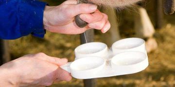 Janwaron Mein Honay Wali Aam Bemarian