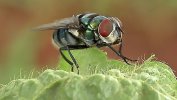 Houseflies Are More Capable Of Spreading Disease Than We Realised