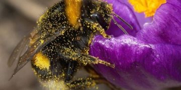 Makhi ki Bhinbhnahat Aur Phool Se Barqi Mohabbat