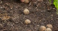 Seed-Balls
