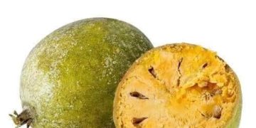 Bael Pathar Phal Shoogar Ka Qudarti Ilaaj