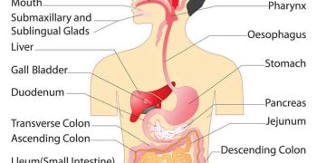Irritable bowel syndrome: IBS