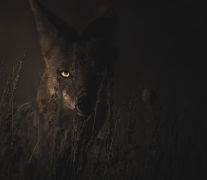 Jab Geedar Bidi Piya Karte Thay