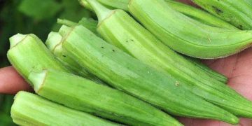 بھنڈی توری کے فوائد