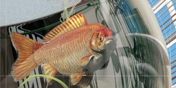 تناظر کیا ہوتا ہے؟