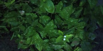 یقین کا پہلا پھول