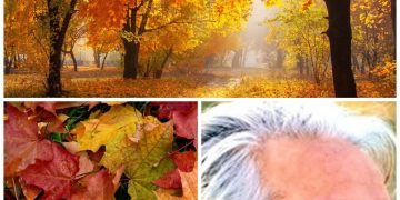 خزاں میں درخت پتے کیوں جھڑتے ہیں؟