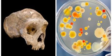 زندگی، سائنس اور ترقی