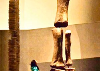 ڈائنوسارز کتنے بڑے ہوا کرتے تھے؟